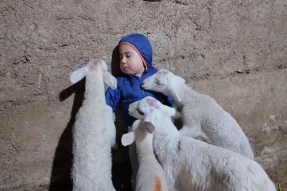 Kuzuların arasında kalan minik Yusuf’un tatlı halleri gülümsetti