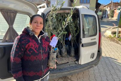 Büyükşehir’den üreticiye destek: Sakarya Vadisi’nde zeytin fidanları dağıtıldı