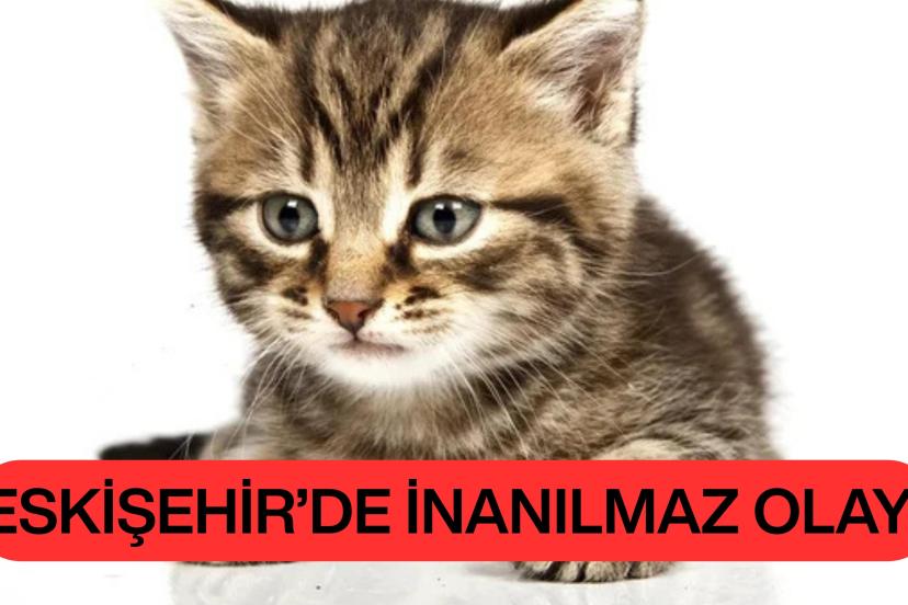 Eskişehir’i ayağa kaldıran iddialar: “Sahiplendiği kedileri kesip yiyormuş!”