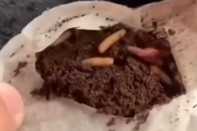 Şok görüntüler: Tüketim tarihi geçmemiş poşet çaydan kurtlar çıktı!