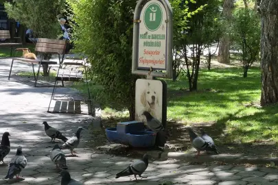 Eskişehir’de Güvercinler Köpekler İçin Konulan Sudan İçti