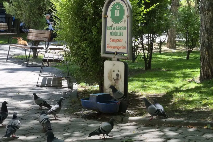 Eskişehir’de Güvercinler Köpekler İçin Konulan Sudan İçti