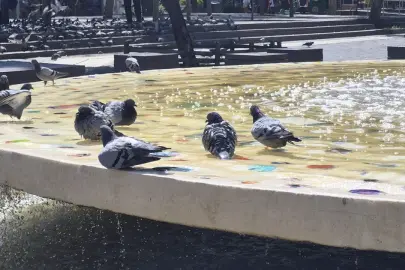 Eskişehir'de Sıcak Hava Kuşları Süs Havuzuna İtti