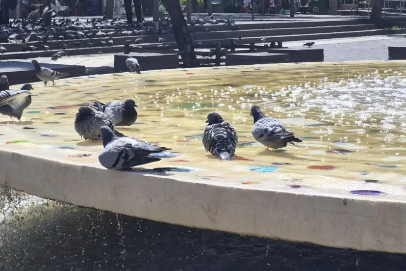 Eskişehir'de Sıcak Hava Kuşları Süs Havuzuna İtti