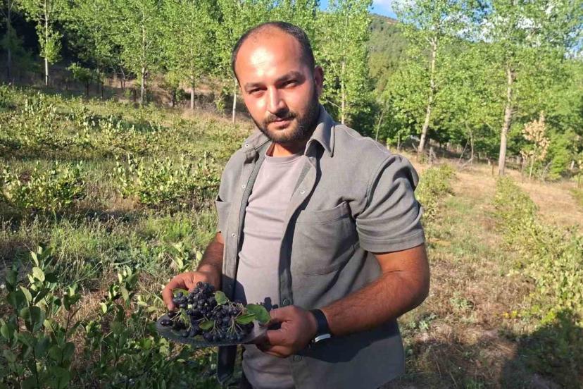 Hisarcık’ta aronya hasadı başladı
