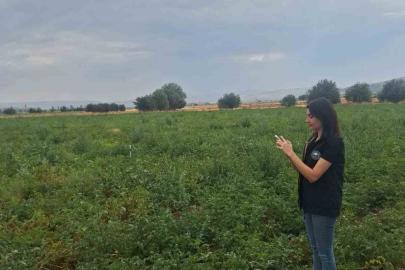 Şuhut’ta patates üretim alanlarında saha kontrolleri sürüyor