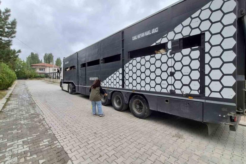 Afyonkarahisar’da hayvan sevklerine yönelik kontroller sürüyor