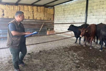 Afyonkarahisar’da ‘Kırsalda Bereket Büyükbaşa Destek’ projesi sürüyor
