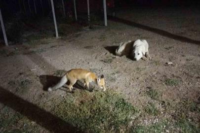Eskişehir’de eve misafir olan tilki beslediler