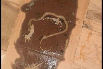 Fare yakalamak için kurulan tuzaktan adeta mini hayvanat bahçesi çıktı