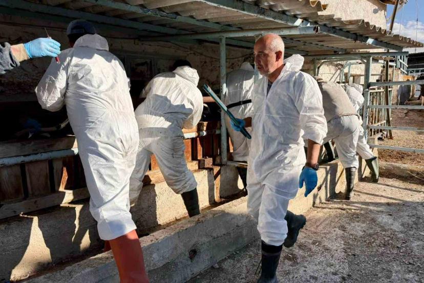 İthal büyükbaş hayvanların sağlık kontrolleri yapıldı
