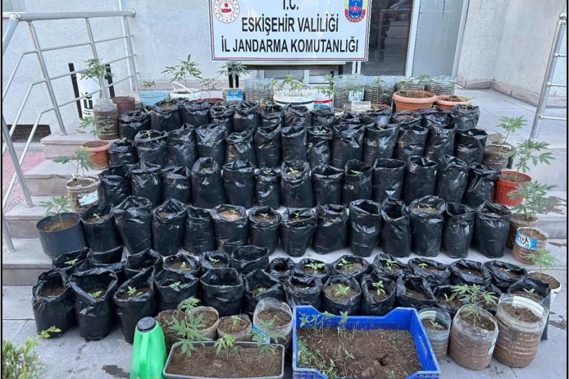Jandarma saksılarda yetiştirilen 161 kök kenevir bitkisi ile esrar ele geçirdi