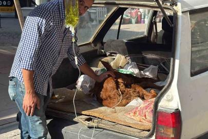 Otomobil bagajında minik "Kezban’ın" tedavisi yapıldı