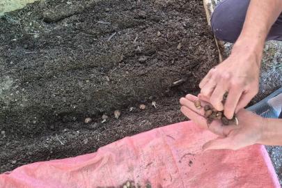 Pazarlar’da salep üretim alanında ekim kontrolü
