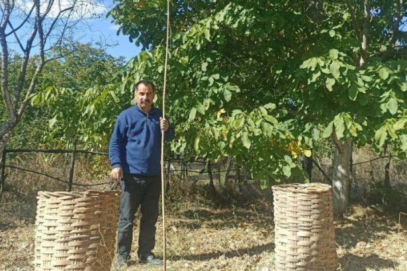 Emet’te ceviz hasadı başladı
