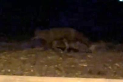 Eskişehir’de gece saatlerinde sokakta görülen tilki kamerada