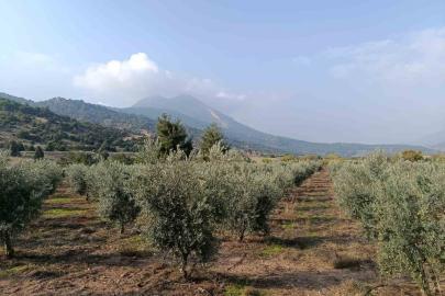 Eskişehir’in mikroklima havzasında zeytin bereketi
