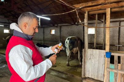 İhsaniye’de şapla mücadele sürüyor