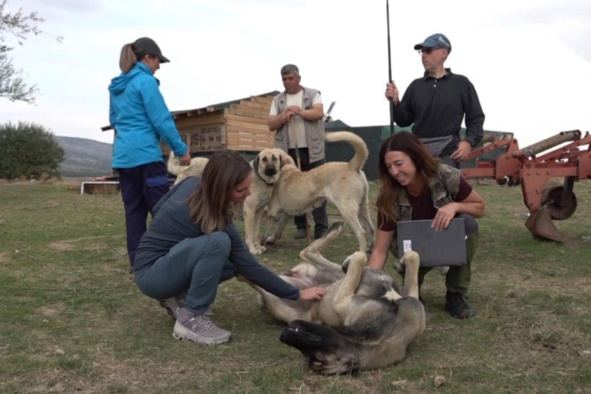İtalyanlar Türk çoban köpeklerine hayran kaldı