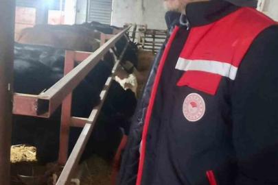 İthal hayvanların bulunduğu işletmelerde kontroller sürüyor