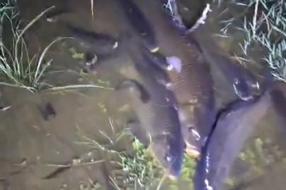 Kütahya’da balık ölümlerine neden olan işletmeye 840 bin TL ceza