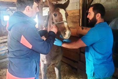 Kütahya’da Safkan Arap Taylarının tescil işlemleri yapıldı