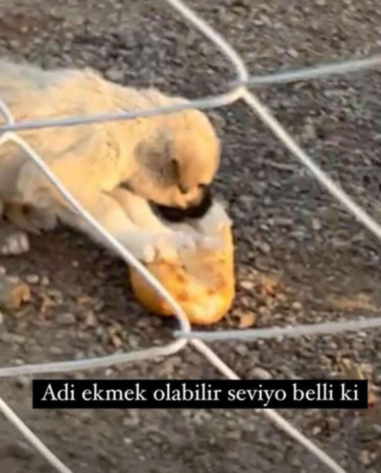 Danla Bilic, Konya'daki barınaktan bir yavru köpek sahiplendi