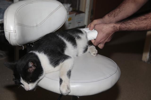 Ayağı kırılan kedi acil servise giderek kendini tedavi ettirdi