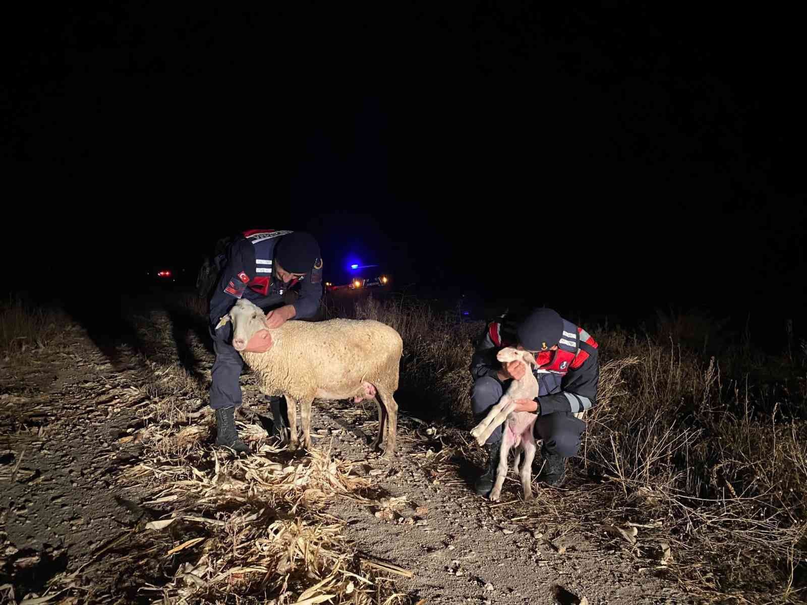 Koyun ve kuzusu anız yangınından son anda kurtarıldı