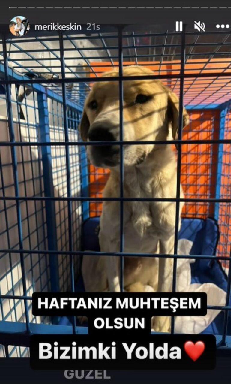 Fenomen Meriç Keskin Konya'daki barınaktan köpek sahiplendi!