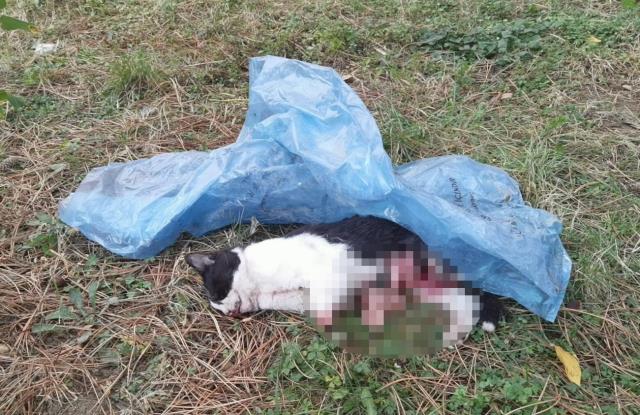 5 ayda baktığı 4 kedi öldürüldü, yavru kedisini patileri kesilmiş halde buldu