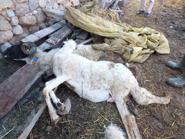 Bir ilimiz panikte! Aniden ortaya çıkan hastalık nedeniyle 160 koyun ve 80 kuzu telef oldu