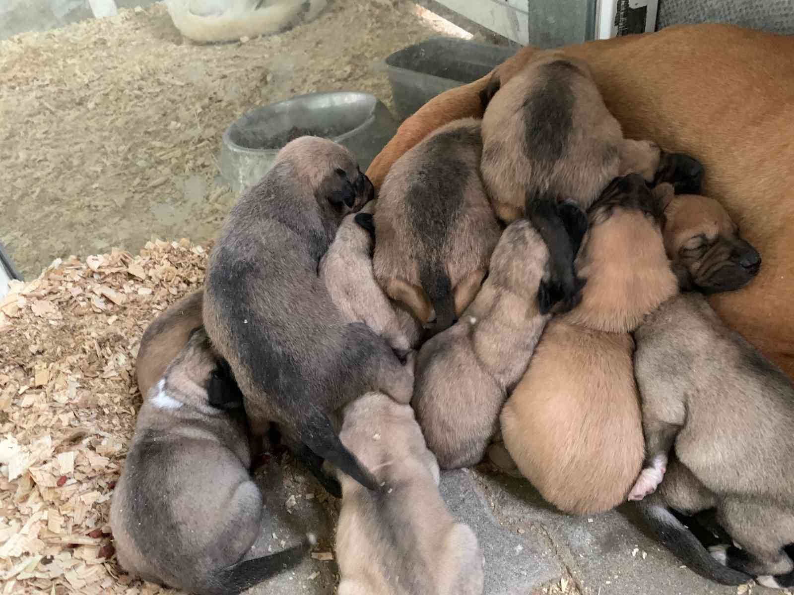 Ağzı bağlı çuvalda bulunan 8 yavru köpek ve sütannesi gözetim altına alındı