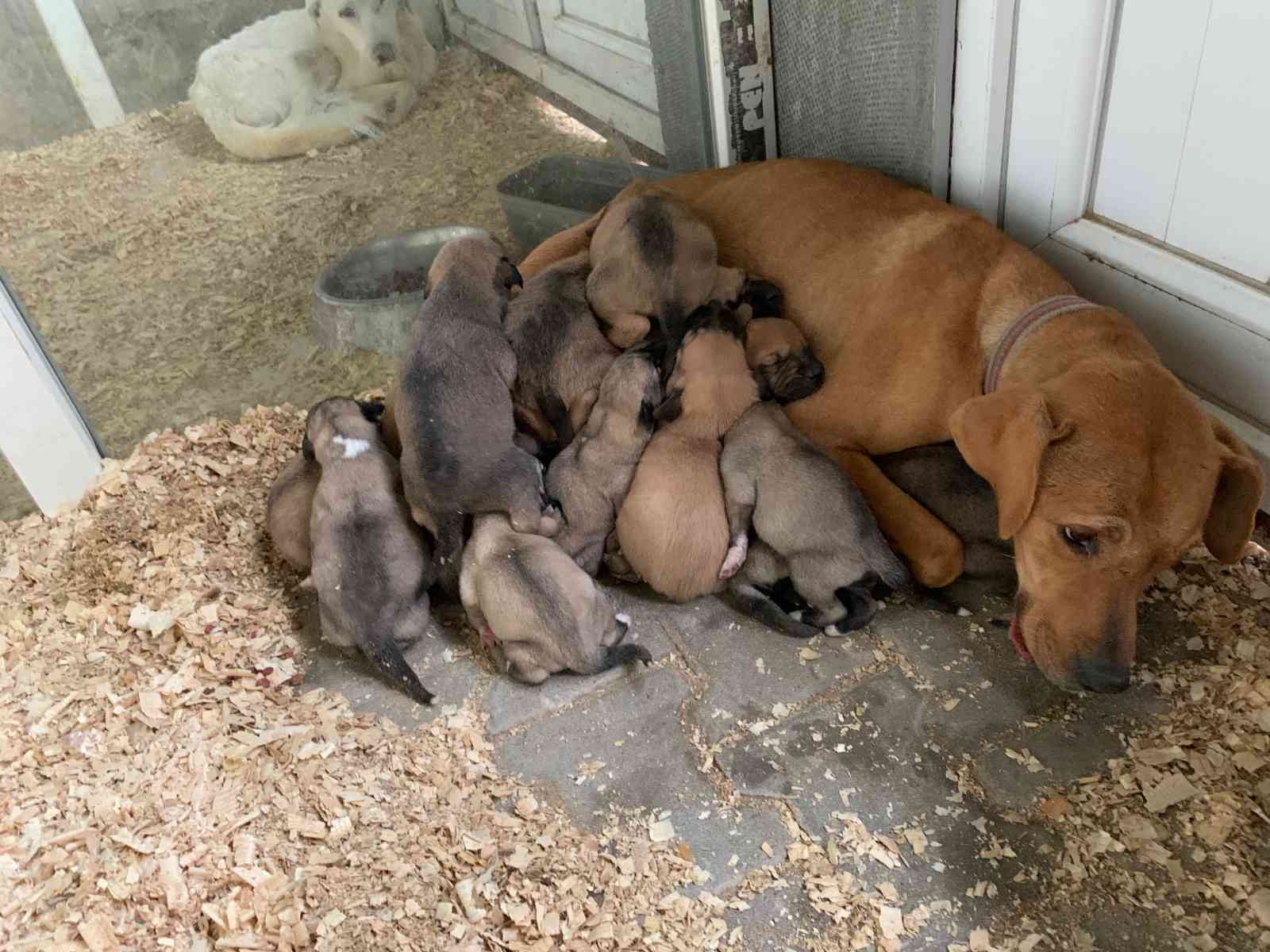 Ağzı bağlı çuvalda bulunan 8 yavru köpek ve sütannesi gözetim altına alındı