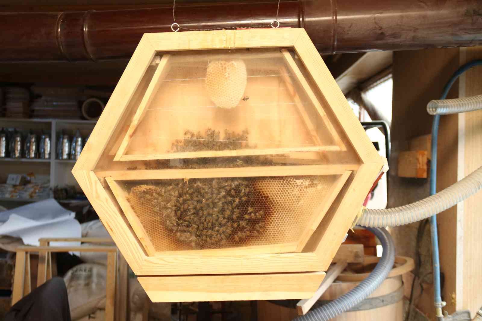 (ÖZEL) Arıları gözlemlemek için ‘Arıvaryum’ adında kovan dizayn etti