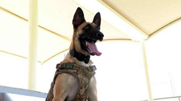Dünya Kupası'nda TSK'nın bomba arama köpekleri de görev yapıyor