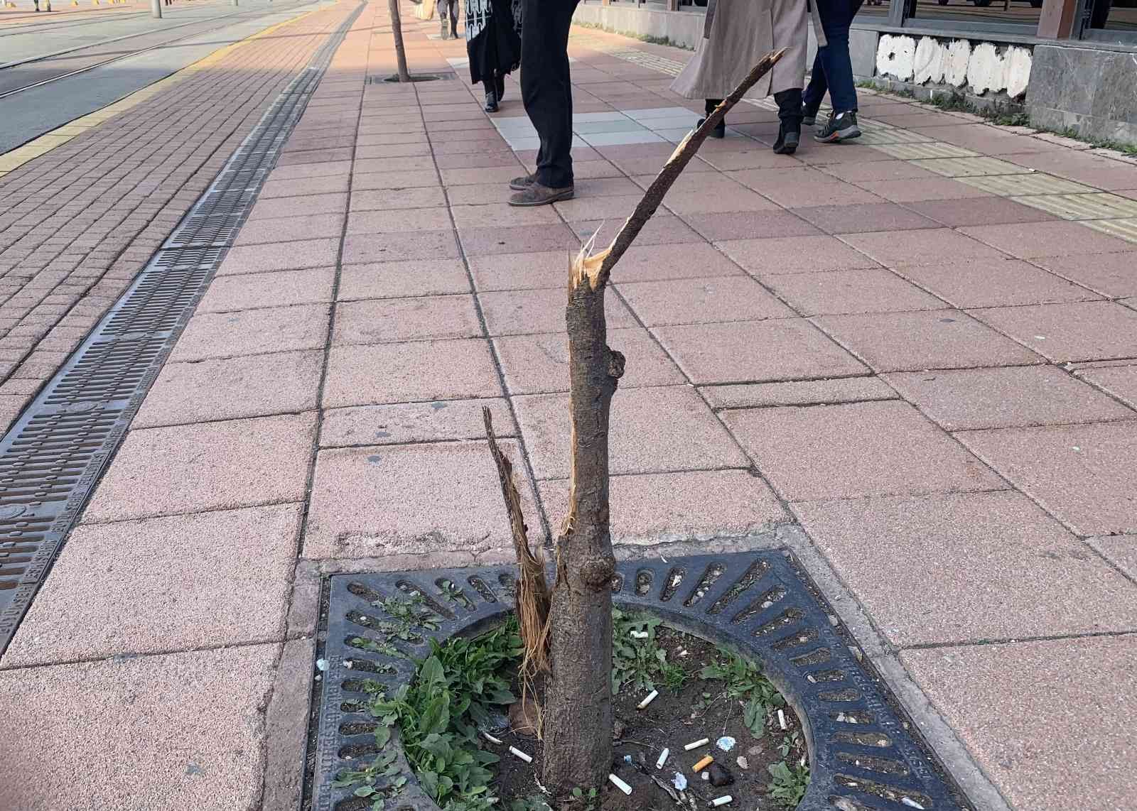 Bu ağacın suçu ne?