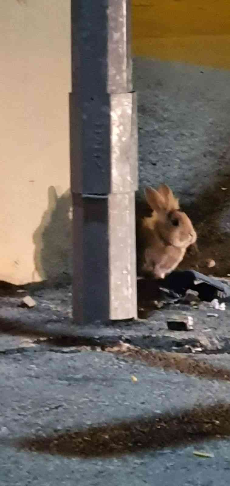 Eskişehir’de kent merkezinde görülen tavşan şaşırttı