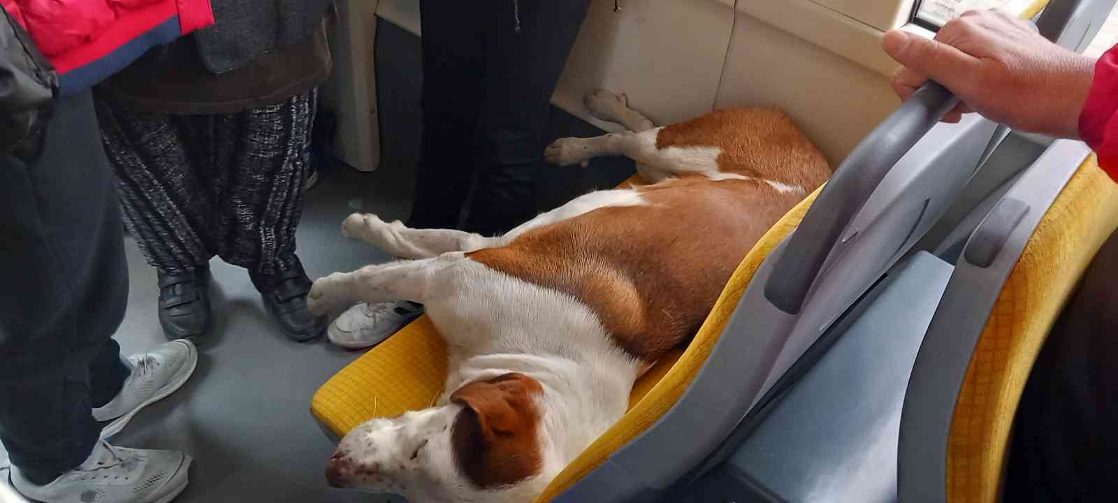 Tramvay koltuğunda uyuyan sevimli köpek