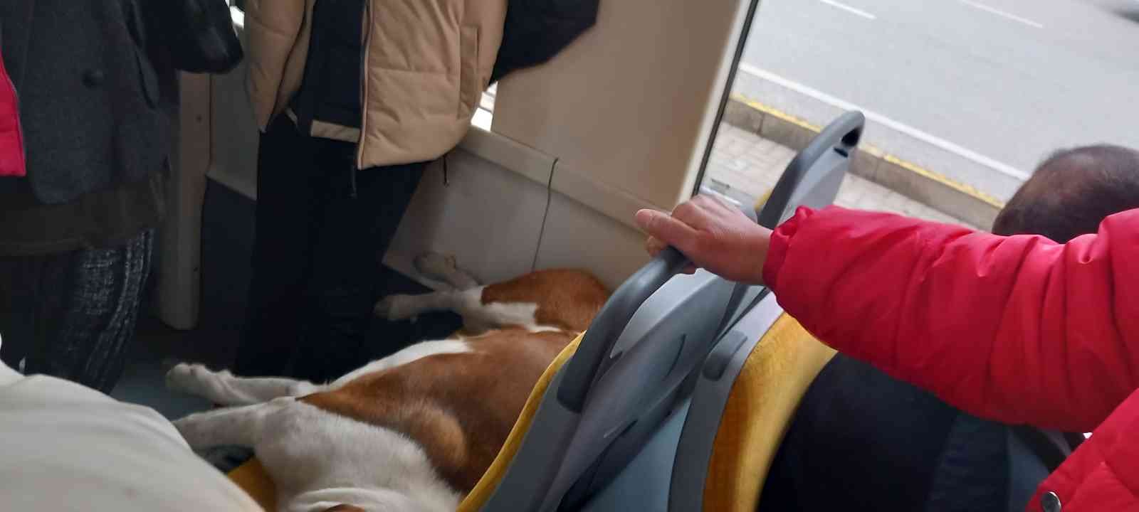 Tramvay koltuğunda uyuyan sevimli köpek