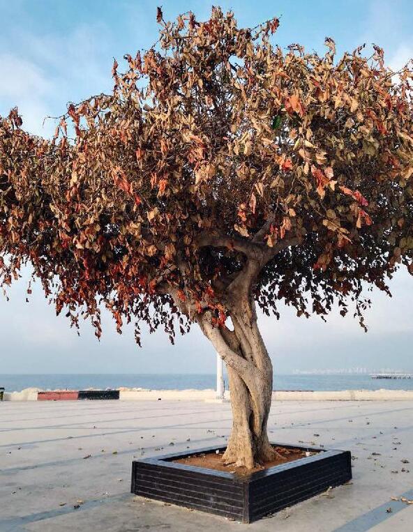 Mersin'de sembol ağacı kurutanların yargılanmasına başlandı