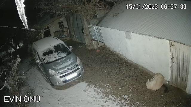 Elazığ'da depremi fark eden köpeğin panik anları kamerada