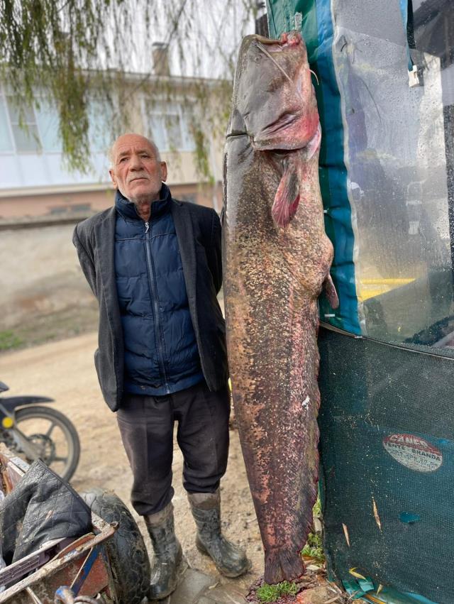 Edirne'de nehire ağ geren balıkçılar, yakaladıkları avı görünce gözlerine inanamadı! Tamı tamına 103 kilo