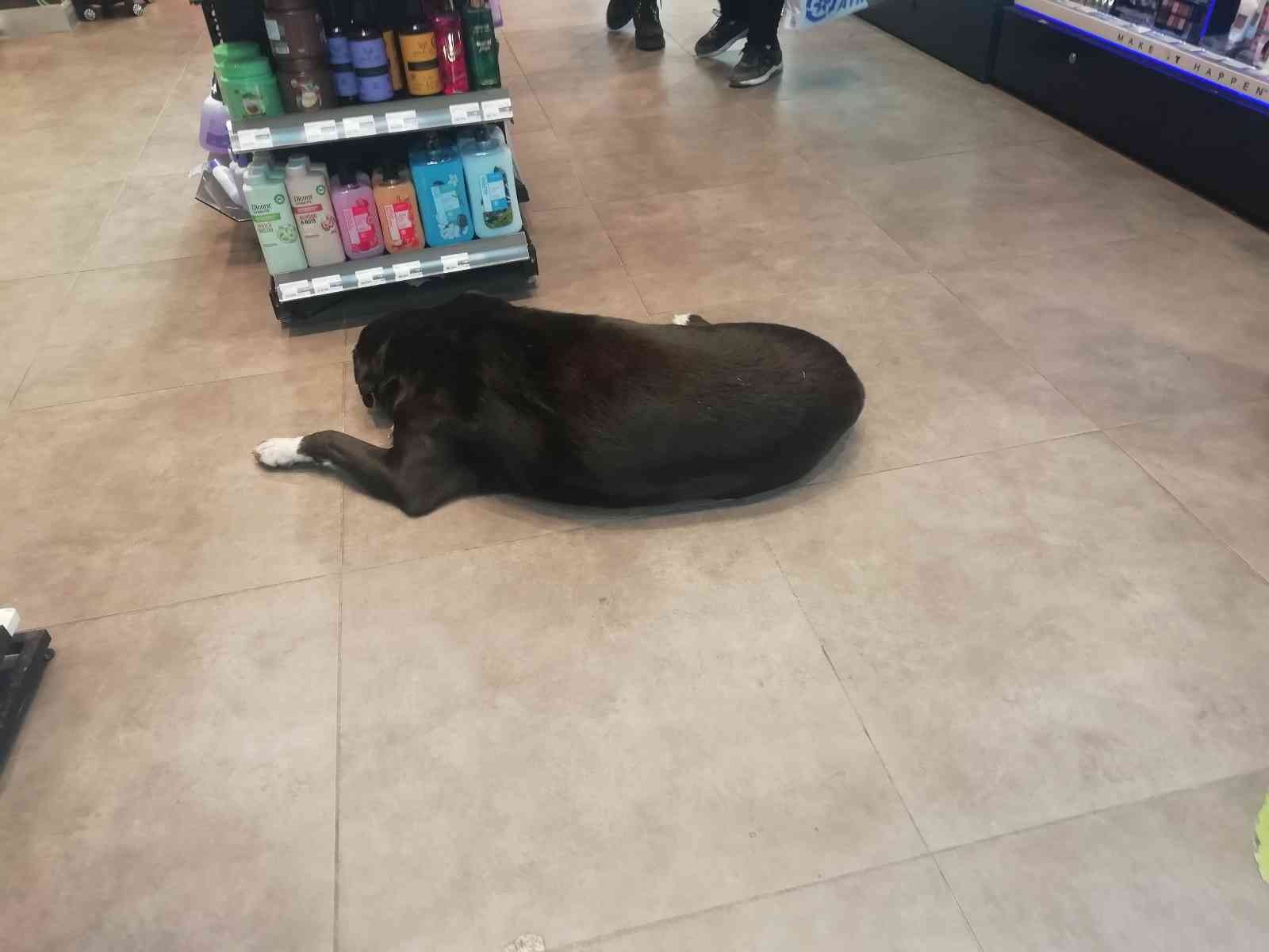 Isınmak için mağazaya giren köpeğin mama masrafını çalışanlar karşılıyor