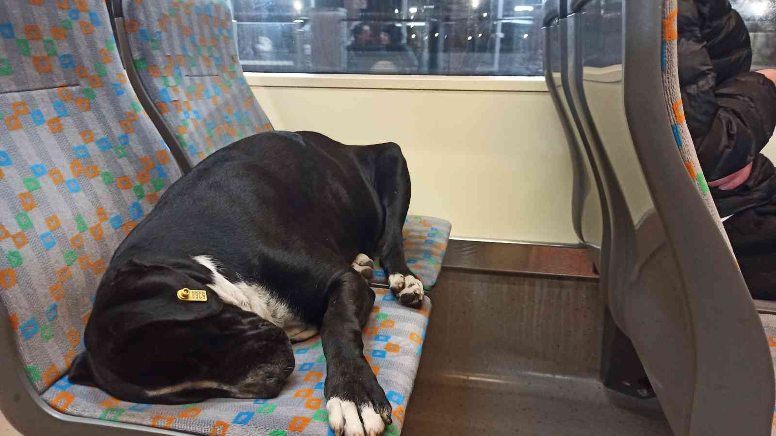 Sıcak tramvayda uyuyan köpek