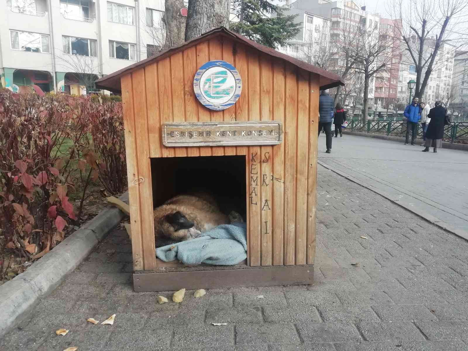 Soğuk havada sokak hayvanları kulübelere çekildi