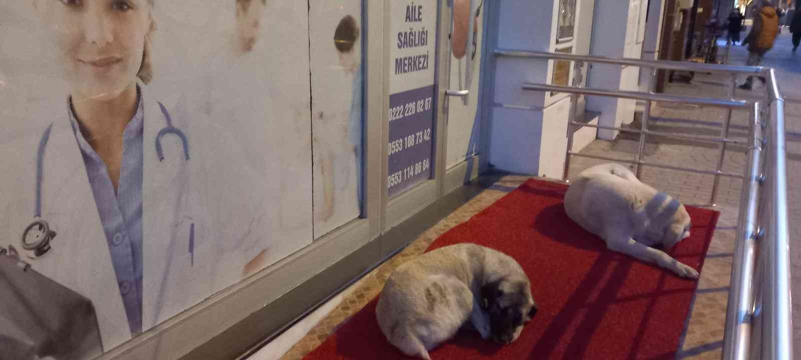 Vişnelik Aile Sağlığı Merkezi önünde sevimli köpekler geceleri nöbet bekliyor