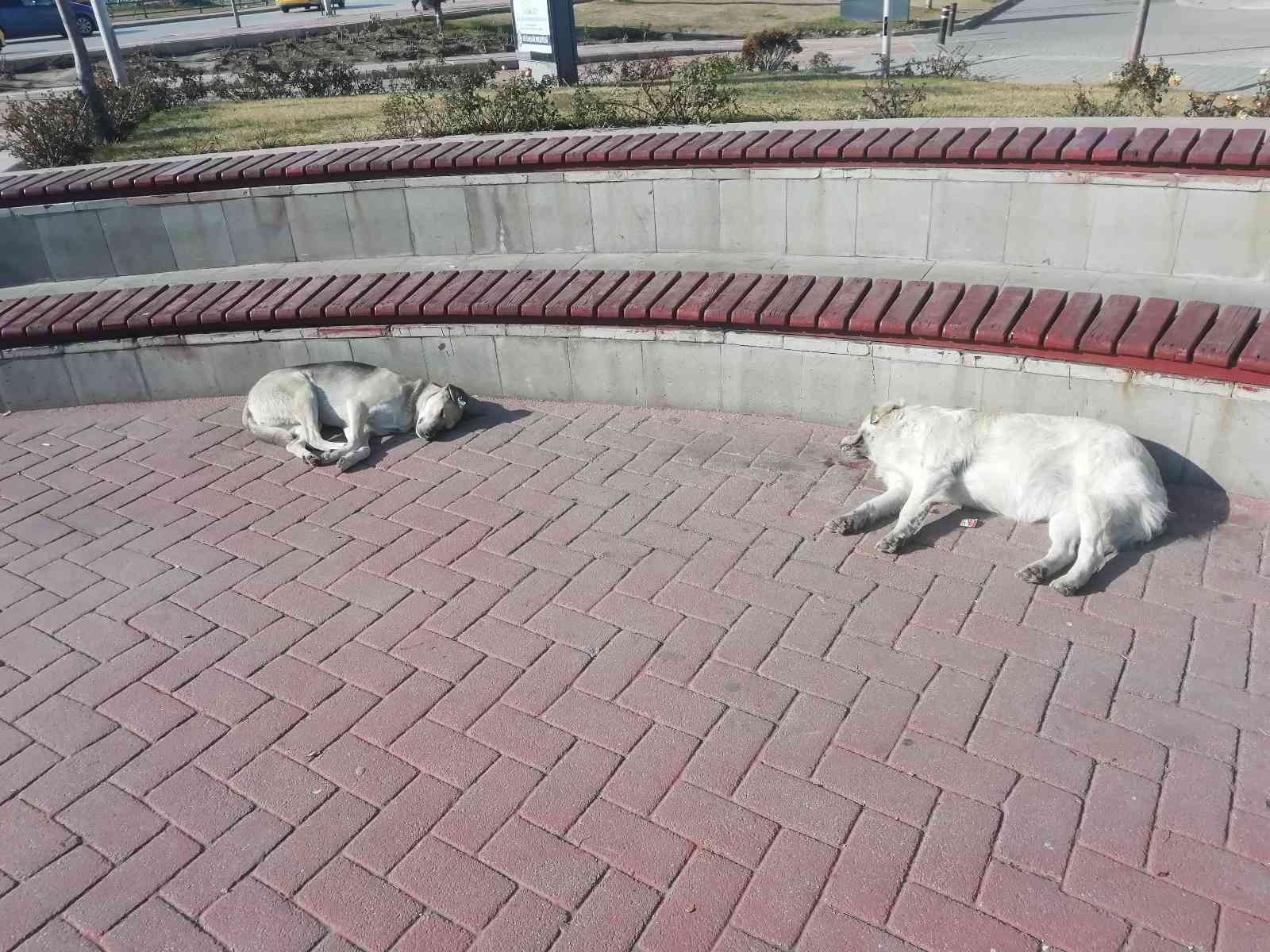 Güneşlenen köpekler görenleri gülümsetti