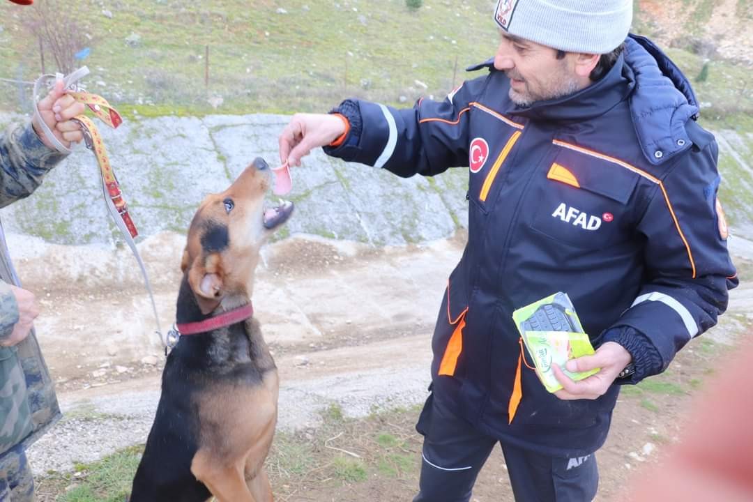 Dağlık alanda mahsur kalan köpek arama kurtarma ekiplerince kurtarıldı