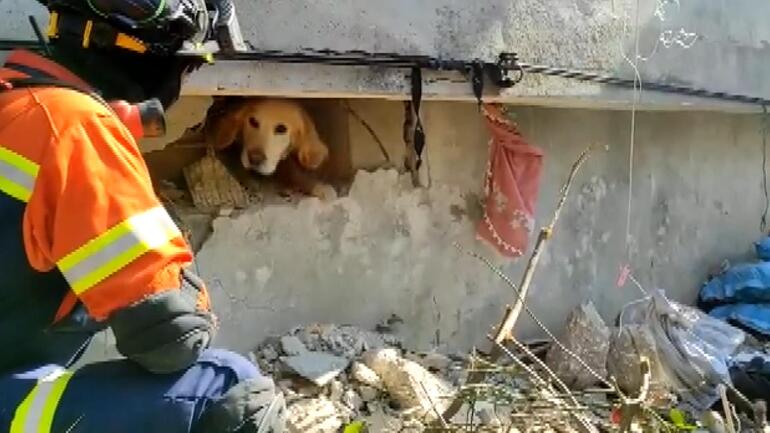 Portekiz’den gelen ekip Antakya’da bir köpeği kurtardı